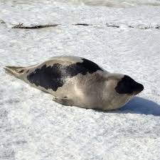 Image result for Pagophilus groenlandicus