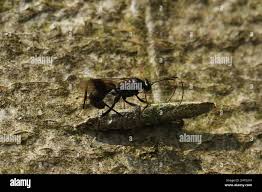 Attēlu rezultāti vaicājumam “Taleporia tubulosa”