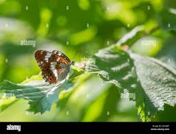 Attēlu rezultāti vaicājumam “Limenitis camilla underside”