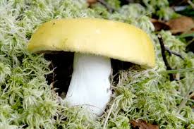 Attēlu rezultāti vaicājumam “Russulales”