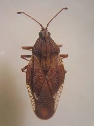 Attēlu rezultāti vaicājumam “Physatocheila smreczynskii”