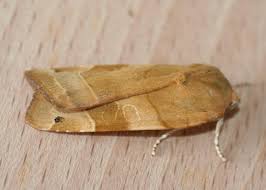 Attēlu rezultāti vaicājumam “Noctua fimbriata”