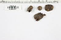 Attēlu rezultāti vaicājumam “Hymenoscyphus fructigenus var. coryli”