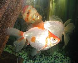 Image result for 金魚