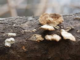 Attēlu rezultāti vaicājumam “Coriolopsis trogii”