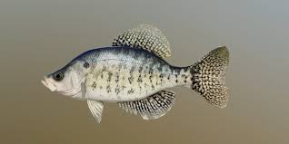 Image result for Pomoxis annularis