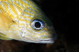 Image result for Haemulon sciurus