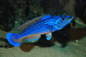 Image result for Labrus mixtus