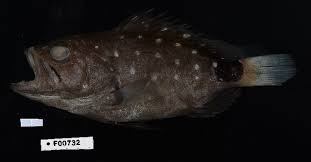 Image result for Hyporthodus quernus