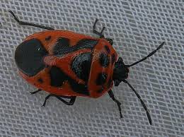 Attēlu rezultāti vaicājumam “Eurydema dominulus”