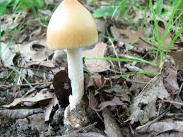 Attēlu rezultāti vaicājumam “Amanita crocea”