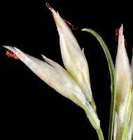 Attēlu rezultāti vaicājumam “Rhynchospora alba flower”