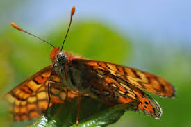 Attēlu rezultāti vaicājumam “Euphydrias aurinia”