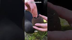 Attēlu rezultāti vaicājumam “Sarcosoma globosum”