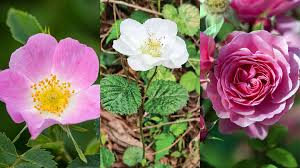 Attēlu rezultāti vaicājumam “Rosaceae”