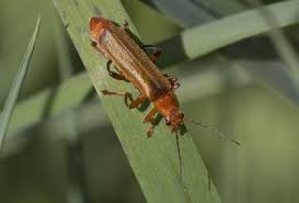 Attēlu rezultāti vaicājumam “Cantharis livida”