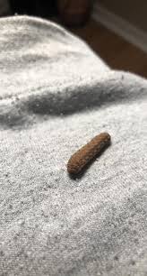 Attēlu rezultāti vaicājumam “Lycogala persicum spores”