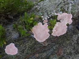 Attēlu rezultāti vaicājumam “Corticium roseum”