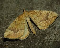 Attēlu rezultāti vaicājumam “Eulithis mellinata”