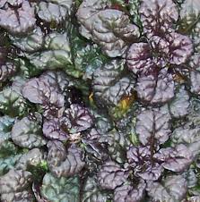 Attēlu rezultāti vaicājumam “Ajuga pyramidalis leaf”