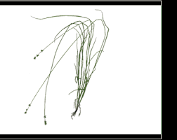 Attēlu rezultāti vaicājumam “Carex loliacea”