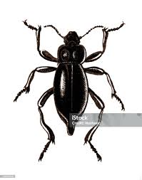 Attēlu rezultāti vaicājumam “Blaps mortisaga”