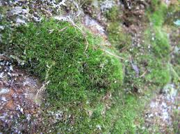 Attēlu rezultāti vaicājumam “Distichium capillaceum”