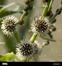 Attēlu rezultāti vaicājumam “Sparganium erectum aggr. flower”