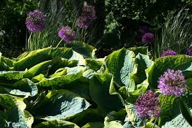 Attēlu rezultāti vaicājumam “Allium holandicum leaf”