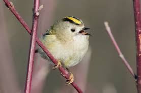 Attēlu rezultāti vaicājumam “Regulus regulus”