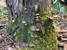 Attēlu rezultāti vaicājumam “Panellus serotinus”