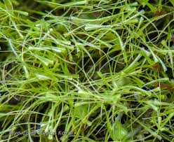 Attēlu rezultāti vaicājumam “Dicranodontium denudatum”