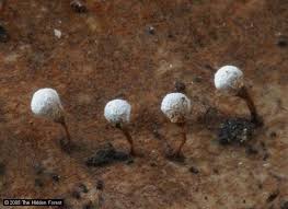 Attēlu rezultāti vaicājumam “Craterium leucocephalum var. scyphoides spores”