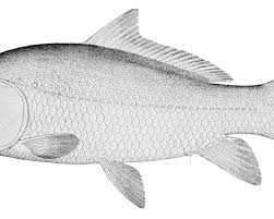 Image result for Ictiobus bubalus