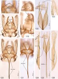 Attēlu rezultāti vaicājumam “Tischeriidae”