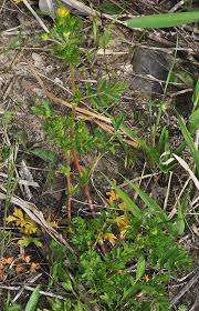 Attēlu rezultāti vaicājumam “Potentilla supina flower”