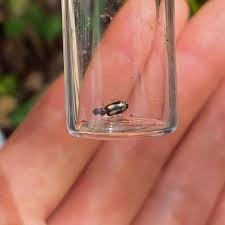 Attēlu rezultāti vaicājumam “Dromius quadrimaculatus”