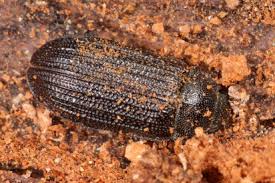 Attēlu rezultāti vaicājumam “Grynocharis oblonga”