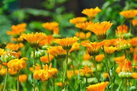 Attēlu rezultāti vaicājumam “Calendula officinalis”