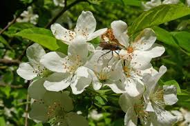 Attēlu rezultāti vaicājumam “Mespilus germanica”