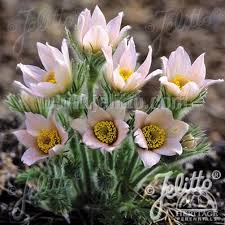 Attēlu rezultāti vaicājumam “Pulsatilla vulgaris flower”