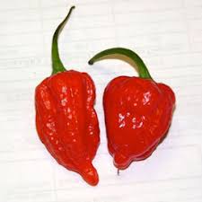 Afbeeldingsresultaat voor chili maya hot pepper hot pepper