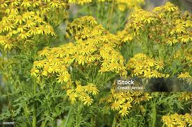 Attēlu rezultāti vaicājumam “Jacobaea vulgaris”