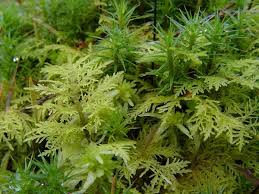 Attēlu rezultāti vaicājumam “Thuidium tamariscinum”