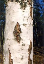 Attēlu rezultāti vaicājumam “Betula pendula var. carelica”