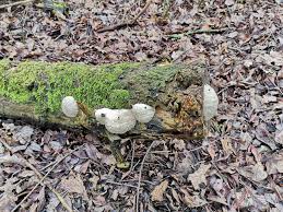 Attēlu rezultāti vaicājumam “Reticularia lycoperdon young”