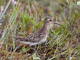 Attēlu rezultāti vaicājumam “Calidris falcinellus adult”