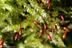 Attēlu rezultāti vaicājumam “Brachythecium rutabulum sporophyte”