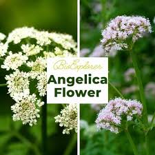 Attēlu rezultāti vaicājumam “Angelica palustris flower”