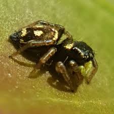 Attēlu rezultāti vaicājumam “Heliophanus sp.”